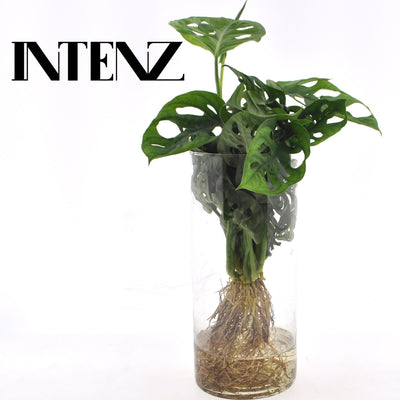 Monstera im Zylinderglas – Hydrokultur, pflegeleicht, Deko Ø12cm
