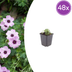 48x Geranium cin. 'Ballerina' - Perennial 10-25cm - Ø9cm Bild 1