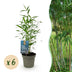Green boutiQ Bambus 'Blue Dragon' - 6 Pflanzen, winterhart, nicht-ausbreitend Bild 1