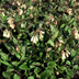 48x Symphytum grandiflorum Perennial, 10-25cm, Ø9cm pot Bild 6