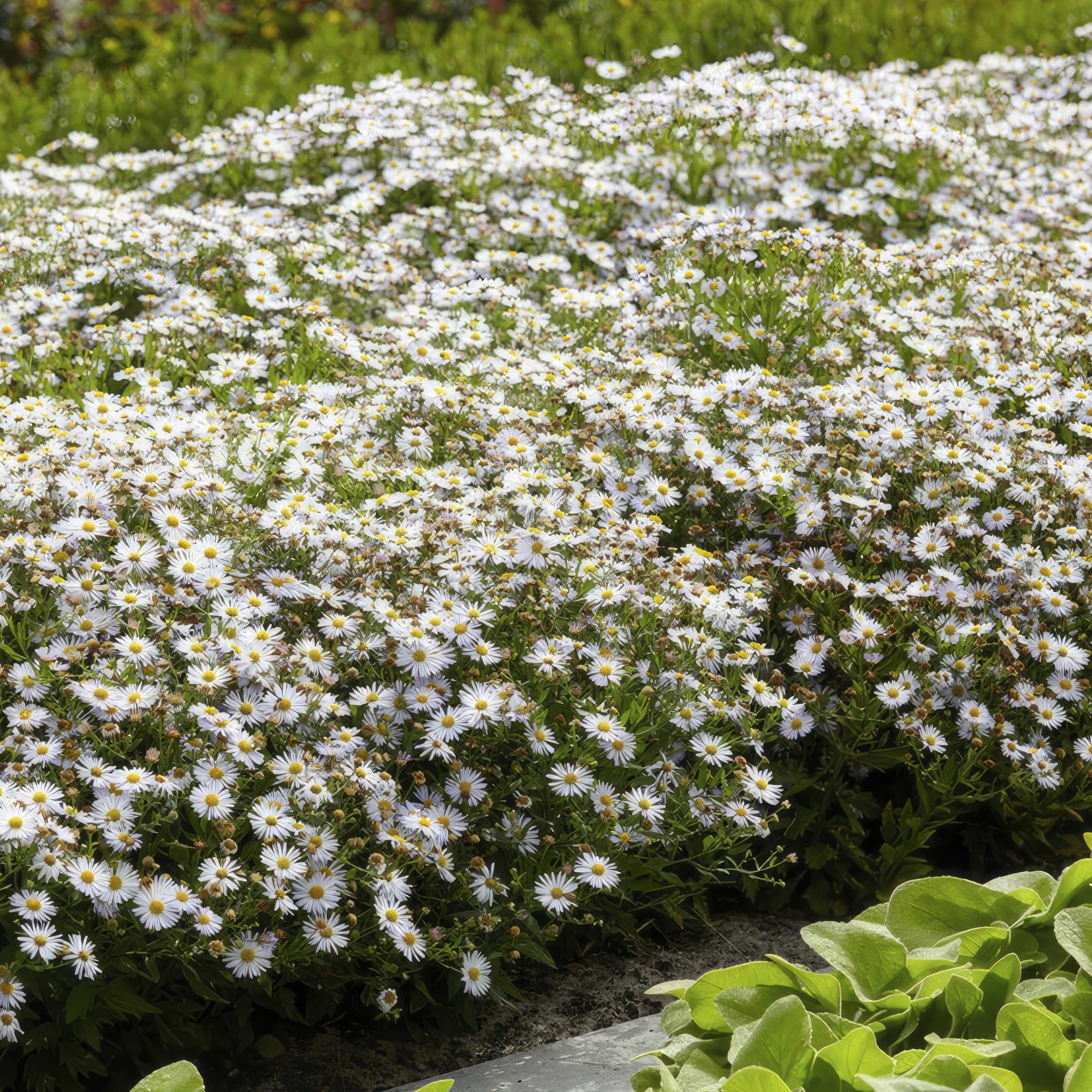 Aster ageratoides 'Ashvi' – Weiße Blüten, pflegeleicht, 10-25cm