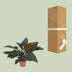 Philodendron Congo Red: Elegante Zimmerpflanze mit rotem Laub, 80cm Bild 4