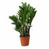 Zamioculcas Zamiifolia (ZZ Plant) - Ø14cm, ↕55cm Bild 1