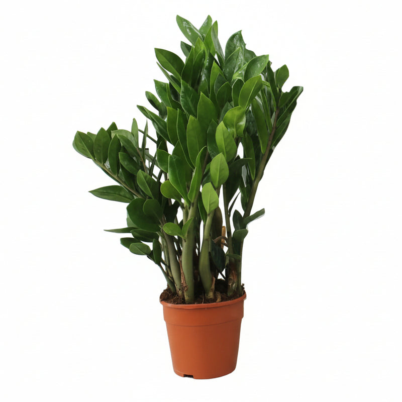 Zamioculcas Zamiifolia (ZZ Plant) - Ø14cm, ↕55cm