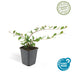 24x Zwergmispel 'Major' - Bodendecker, 25cm hoch, 9cm Topf Bild 3