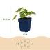 Green boutiQ - Stauden - Geranium 'Rozanne' - Storchschnabel - Bodendecker - Blau - 1 Pflanze - Topf 11cm - Höhe 15-25cm Bild 3