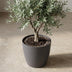 ELHO Brussels rund Blumentopf 18 cm Anthrazit aus recyceltem Kunststoff Bild 6