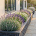 Green boutiQ - Stauden - Lavandula Tricolour - Lavendel - Duftend - Blau - Rosa - Weiß - 6 Pflanzen - Topf 11 cm - Höhe 15-25 cm Bild 6