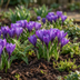 120x Blaue Krokus Zwiebeln - Blüte ab Februar, Größe 7/8 Bild 2