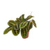 Maranta Fascinator Pfeilwurz: Tropische Schönheit im 12cm Topf Bild 1