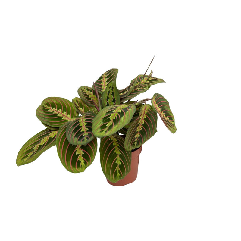 Maranta Fascinator Pfeilwurz: Tropische Schönheit im 12cm Topf