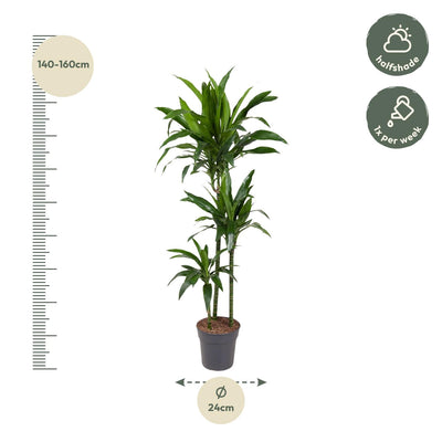 Dracaena Janet Craig – 150 cm – ø24