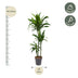 Dracaena Janet Craig – 150 cm – ø24 Bild 2