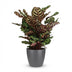 Calathea Makoyana: Peacock Plant in Pot, 70cm Bild 2