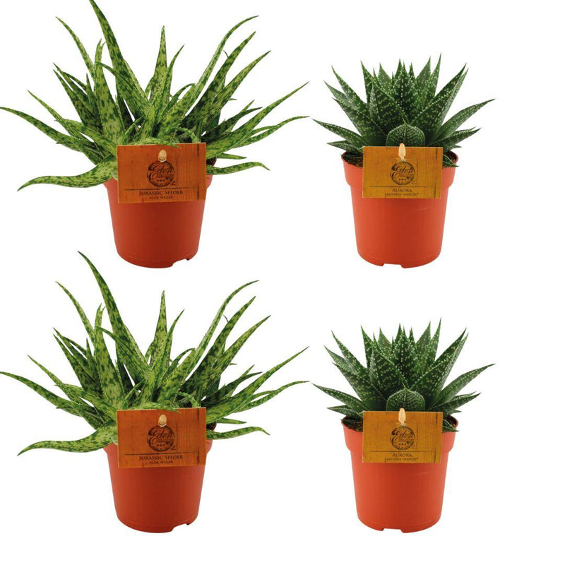 2x Aloe Spider & 2x Gasteria Aurora Hybrid Sukkulenten-Set Ø10,5cm