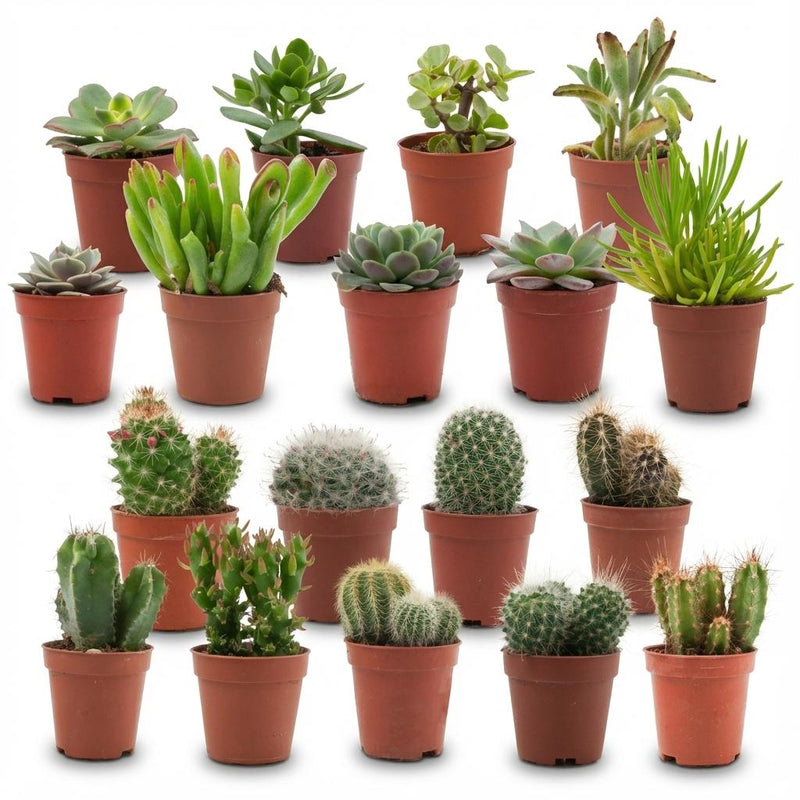 Mini Kakteen & Sukkulenten Mix: 18 Stück im 5,5cm Topf
