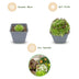 12x - Alpine mix - Ø7cm - ↕10-12cm Bild 3