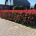 Photinia fraseri Carre Rouge: Immergrüne Heckenpflanze, 8 Stück, rot-grün Bild 7