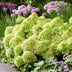 Green boutiQ Hortensie 'Groundbreaker Greeny' - Frosthart, Creme, 2er Set Bild 5