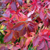 Parthenocissus henryana Keilschwanzrebe Ø15cm, ↕65cm Bild 5