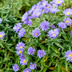 24x Aster frikartii 'Mönch' – Bluish-violet, long flowering period, easy to care for Bild 7