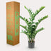 Kunstpflanze Zamioculcas (Zimmerpalme) - 110 cm Bild 5