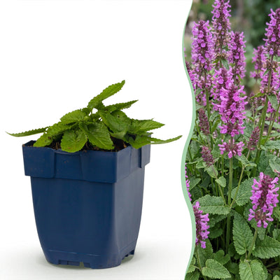 Green boutiQ - Perennials - Stachys mon. Hummelo - Lamb's Ear - Bee and Butterfly Attractor - Purple - 1 Plant - 11cm Pot - Height 15-25cm