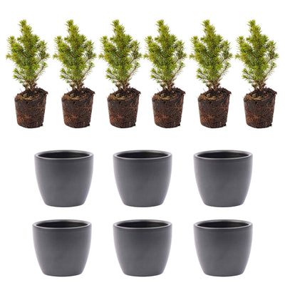Mini-Weihnachtsbaum-Set 6 - inklusive Boule Anthrazit Topf