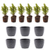 Mini-kerstboom set 6 - inclusief Boule Antraciet pot Bild 2