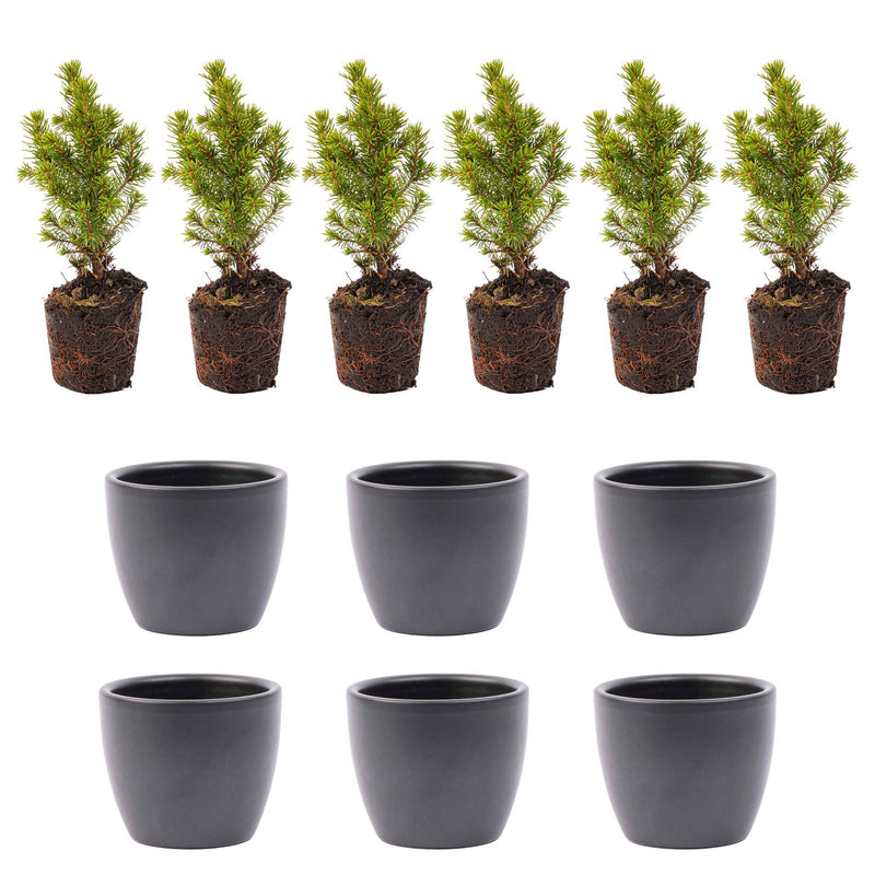 Mini Christmas Tree Set 6 - includes Anthracite Boule Pot