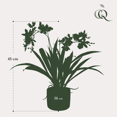 Künstliche Orchidee Bordeaux, 45 cm – Lebensecht & Pflegeleicht
