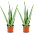 Aloe Vera Set: 2 Pflanzen, 35-40cm hoch, Ø 10,5cm Topf Bild 1