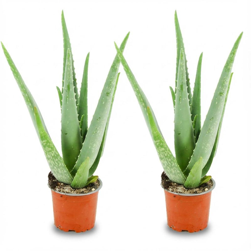 Aloe Vera Set: 2 Pflanzen, 35-40cm hoch, Ø 10,5cm Topf