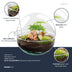 Flaschengarten DIY-Set: Autarkes Biotop mit Fittonia & Moos Bild 2