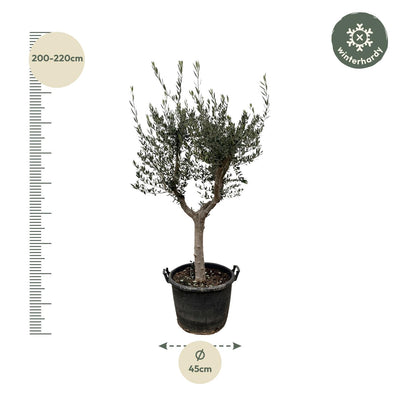 Olivenbaum Olea Europaea, 230cm hoch, Ø45 Topf