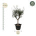 Olivenbaum Olea Europaea, 230cm hoch, Ø45 Topf Bild 2