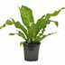 Asplenium Nidus (Nestfarn) - Ø17cm Topf, ca. 60cm hoch Bild 1