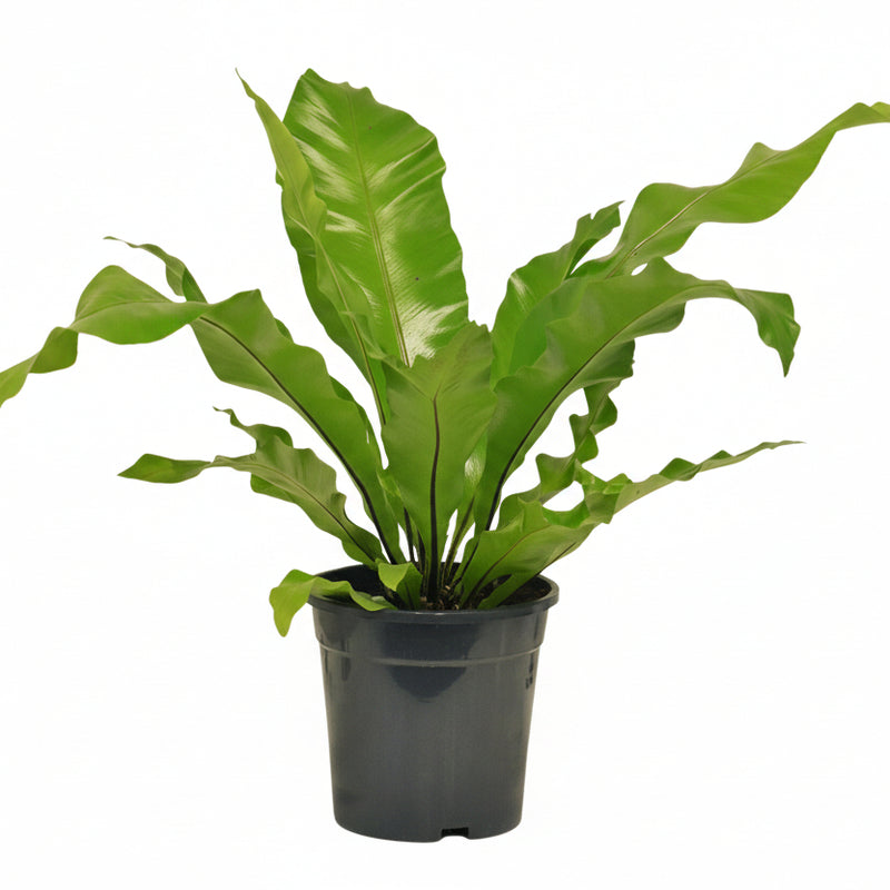 Asplenium Nidus (Nestfarn) - Ø17cm Topf, ca. 60cm hoch
