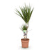 Dracaena Marginata (Drachenbaum) - pflegeleicht, 70-80cm, Topf 17cm Bild 2