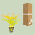 Acer palmatum Orange Dream - 15cm Topf, 30cm hoch Bild 4