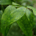 Dracaena surculosa | Zimmerpflanze im 17cm Topf | 60-70cm Bild 5