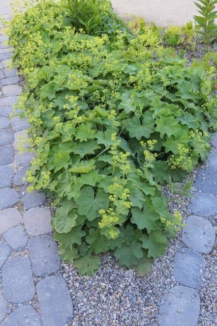 12x Frauenmantel (Alchemilla mollis) - 10-25cm - Ø9cm
