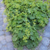 12x Frauenmantel (Alchemilla mollis) - 10-25cm - Ø9cm Bild 4