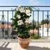 Mandevilla Sundaville White Rankpflanze mit Turm Ø17cm ↕55cm Bild 3