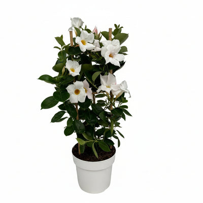 Mandevilla Sundaville White Rankpflanze mit Turm Ø17cm ↕55cm