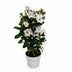 Mandevilla Sundaville White Rankpflanze mit Turm Ø17cm ↕55cm Bild 1