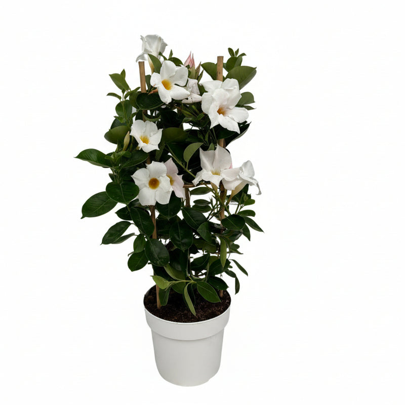 Mandevilla Sundaville White Rankpflanze mit Turm Ø17cm ↕55cm
