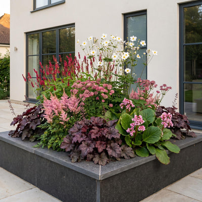Green boutiQ - Perennials - Border Package - Shade - Assorted - Types and Colors - 6 Plants - Pot 11cm - Height 15-25cm