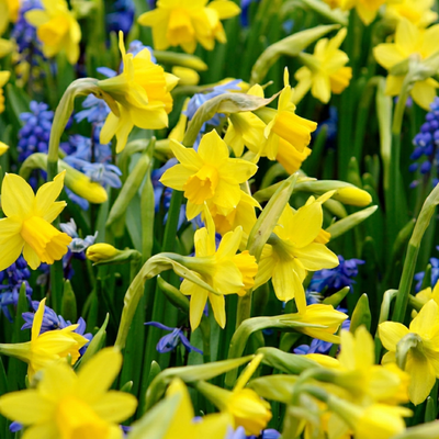 25x Narcissus Tete-A-Tete - Tête-à-Tête-Narzisse - Gelb - Frühlingsblüher - Zwiebelgröße 10/11