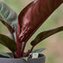 Philodendron Imperial Red Houseplant with Pot - 60cm Bild 4